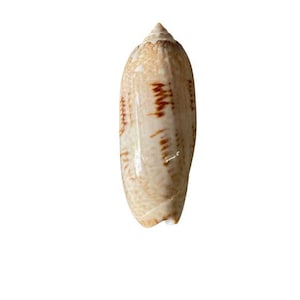 Herramientas de adivinación 2 Ibo, Dilogun, Ifá cauríes Santería adivinación Yoruba, Merindinlogun, Lucumi caracoles Igbo ifa, Orisha iyawo Elegua