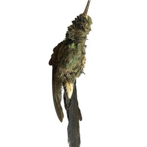 May include: A taxidermied hummingbird with green, brown, and black feathers. The bird's long beak is pointed upwards. The tail feathers are dark and detailed. The hummingbird is set against a white background.