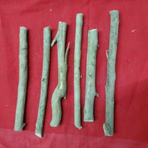 6 Palo ALEJO Santeria Palo Prenda
