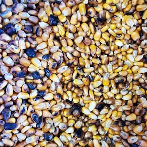 1/2LB Maiz Tostado Santeria Osha Elegua Egun Prenda Limpiesa Ifa
