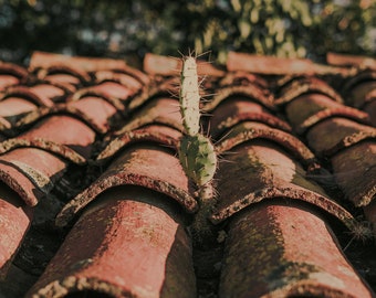 Small Cactus on roof