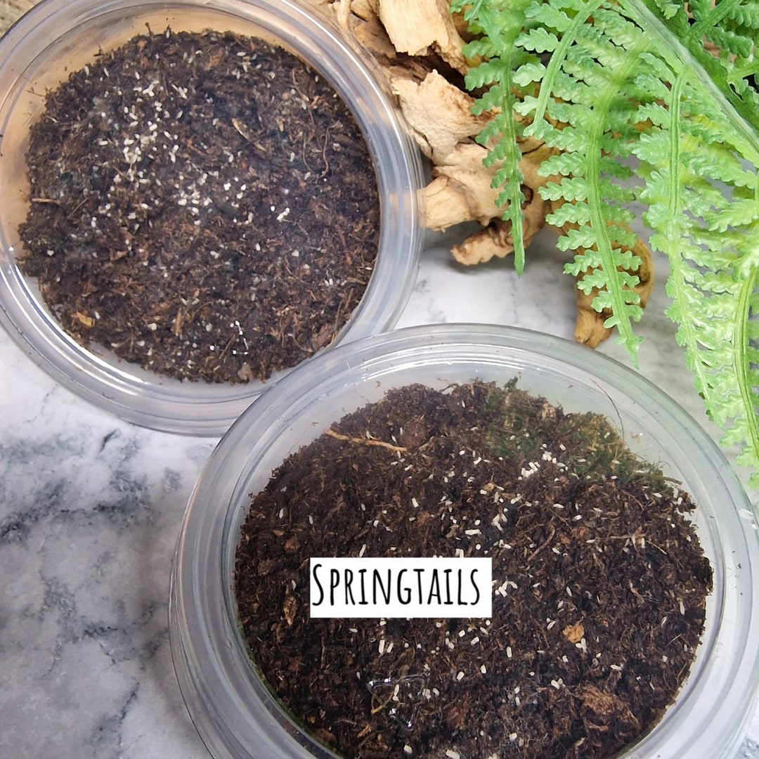 Springtails Bioactive Cuc for TERRARIUMS ENCLOSURES Etsy UK