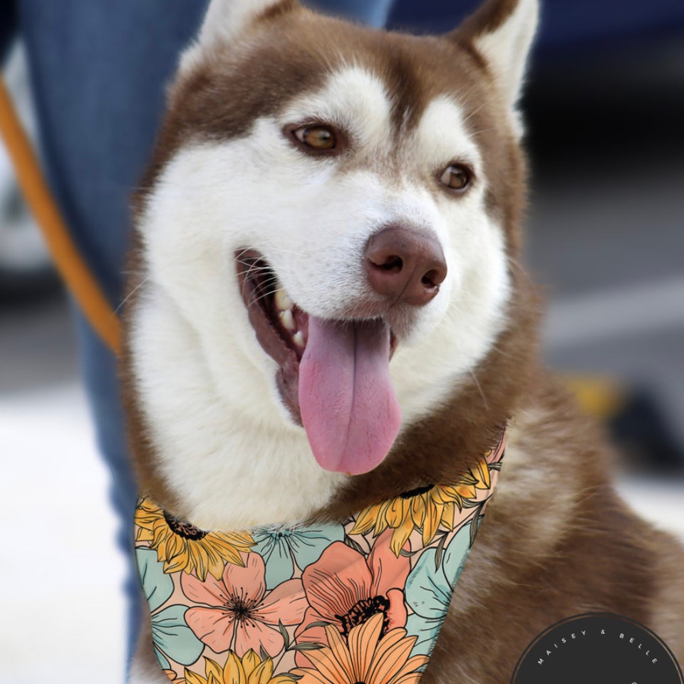 Discover Floral Dog Bandana, Floral Pet Bandana, Pet Bandanas, Custom Pet Bandana, Personalized Dog Bandana