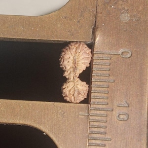 21 Mukhi Gauri Shankar Rudraksha / Perla di ricchezza Java autentica (certificato in laboratorio)