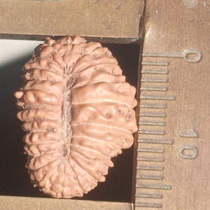 Rare perle de Rudraksha de Java à 24 faces | Rudraksha authentique certifié à vingt-quatre faces | Perle sacrée de collection | Mala Gayatri sacrée de Vishnu