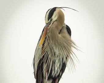 Blue Heron photo print, Bird Photography, Wading Bird print, Water Bird Art, Fine Art Bird print, Heron Photo print, Gulf Shores Bird Photo