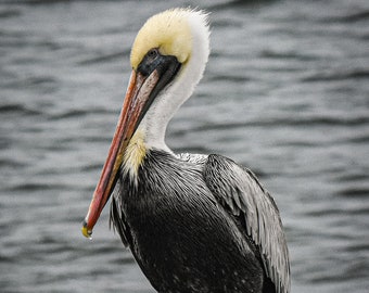 Brown Pelican photo print, Bird Photography, Wading Bird print, Water Bird Art, Fine Art Bird print, Pelican Photo, Gulf Shores Bird Photo