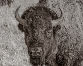 American Bison, Buffalo, Wildlife Photo, Antique Black and White Print, Bison Art, Western Photo Art, Fine Art, Animal Fine Art, Wall Decor
