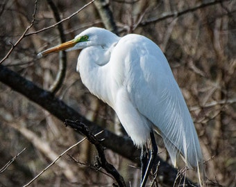 Great Egret Photo print, Bird Photography, Wading Bird Photo print, Color Bird Photo print, Bird Art print, Home Wall decor, Office decor