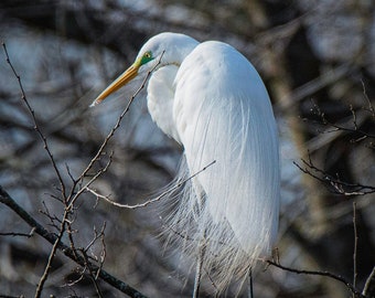 Great Egret Photo print, Bird Photography, Wading Bird Photo print, Color Bird Photo print, Bird Art print, Home Wall decor, Office decor