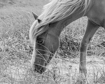 Horse photography, Wild Horse photo print; Horse photo print, North Carolina, Outer Banks Horse, Print Home décor, Western art, Office art
