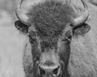 American Bison, Buffalo Print, Wildlife Photo, Black and White Print, Bison Art, Western Photo Art, Great Plains, South Dakota, Badlands