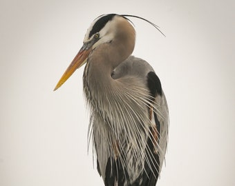 Blue Heron photo print, Bird Photography, Wading Bird print, Water Bird Art, Fine Art Bird print, Heron Photo print, Gulf Shores Bird Photo