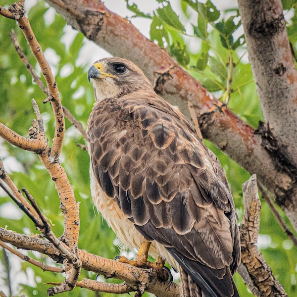 Swainson's Hawk print, Bird photography, Nature Photography, Wildlife Fine Art, Hawk photo print, Wild bird photo print, Raptor photo prInt