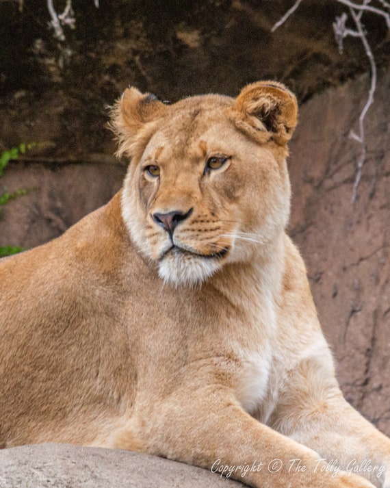 lioness dress lioness dress