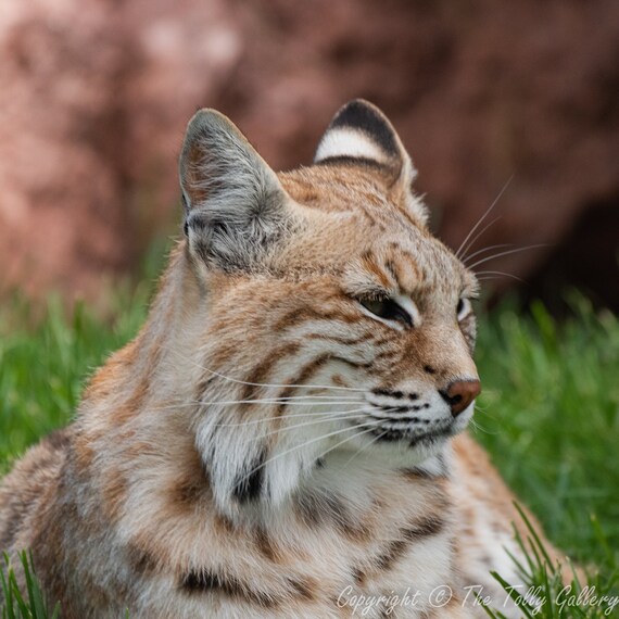 Bobcat Red Lynx North American Wildcat Wildlife - Etsy Bobcat Red Lynx North American Wildcat Wildlife - Etsy