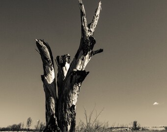 Alter Toter Baum Fotodruck, Abstrakter BW Fotodruck, Fine Art Fotodruck, Schwarzweiß Foto, Landschaft Fotokunst, Wanddeko, Wandkunst