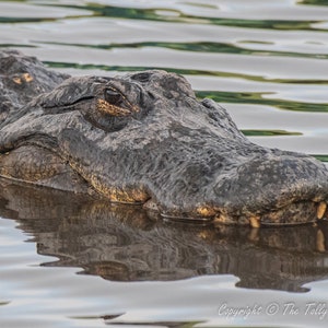 American Alligator, Mature Alligator, Alligator swimming, Alligator sunning, Apex predator, Wetlands Reptile, Swamp predator, Marsh Reptile