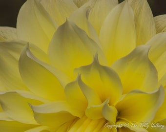 Yellow Dahlia Photo print, Flower photography, Floral Fine Art, Yellow flower print, Wall art, Floral wall decor, Home decor, Office decor