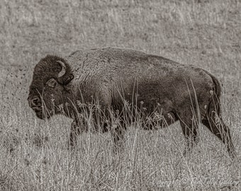 American Bison, Buffalo, Wildlife Photo, Antique Black and White Print, Bison Art, Western Photo Art, Fine Art, Animal Fine Art, Wall Decor