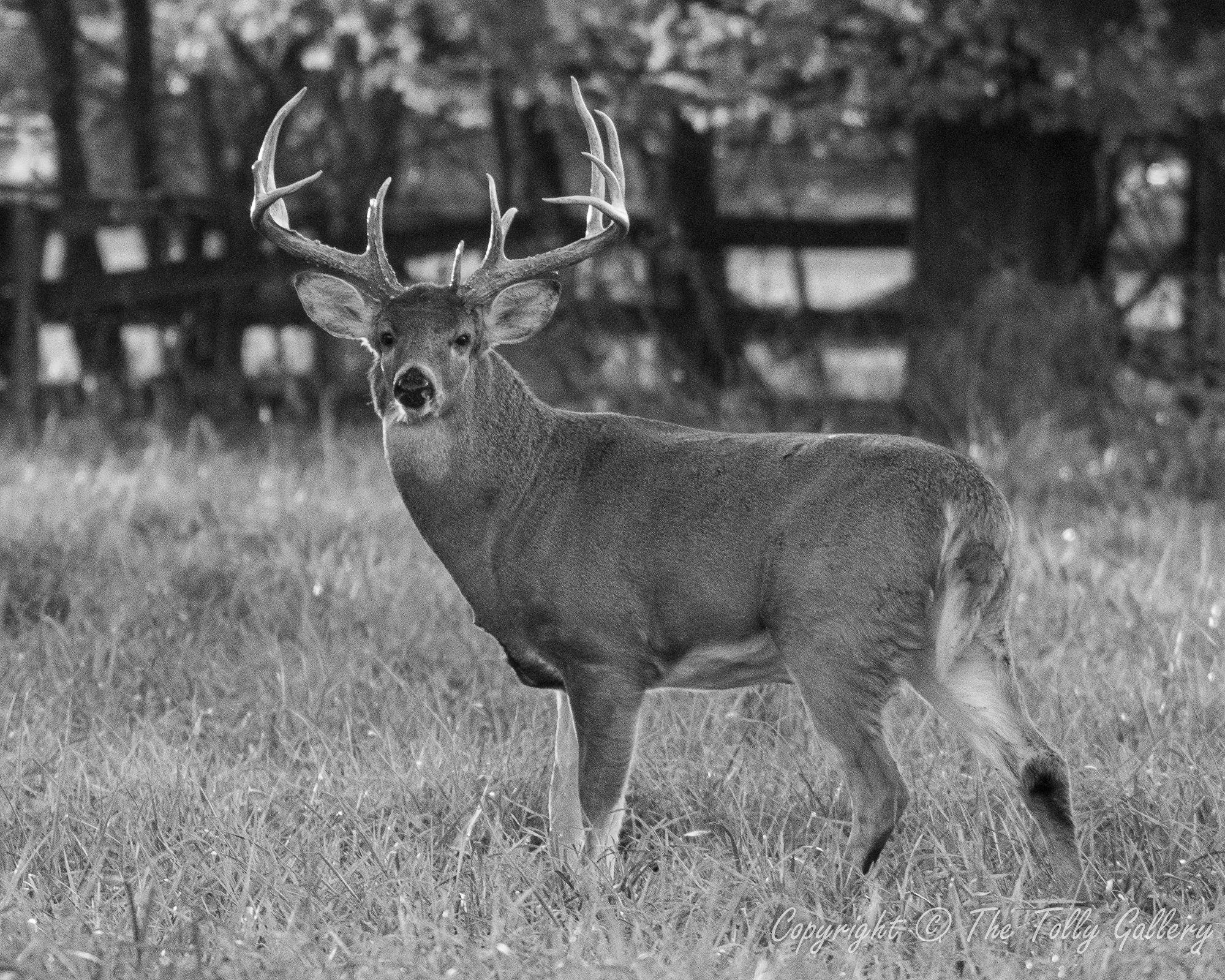 Black White Tailed Deer