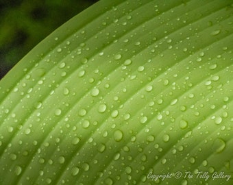 Banana Leaf Photo print, Abstract Photo print, Plant Photo art, Color Plant Photo, Home decor print, Office decor print, Abstract Art print