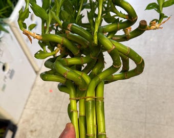 Curly Lucky Bamboo Stalks Healthy Plants for Luck and Prosperity 12,18,20