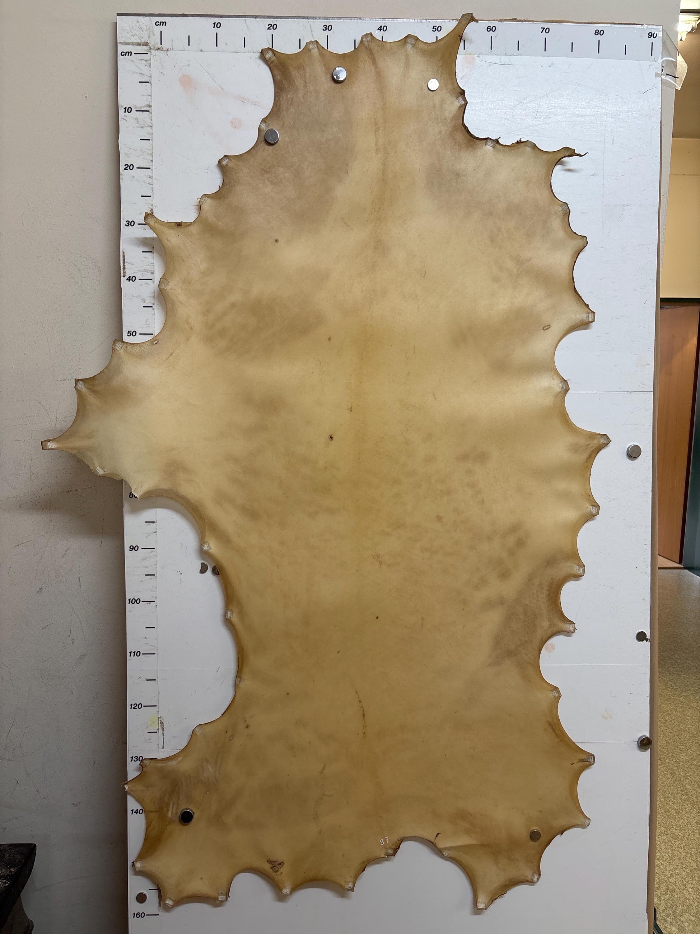 Pergamena Vera Pelle Grezza Pelle Grezza Di Cervo Cavaliere - Foto 9