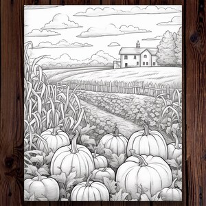 May include: A black and white drawing of a field of pumpkins in front of a farmhouse. The pumpkins are various sizes and shapes, and some are growing on vines. The farmhouse is in the background, and there are trees and clouds in the sky.