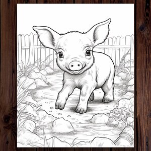 May include: A black and white line drawing of a piglet walking towards the viewer. The piglet is in a grassy area with rocks and a wooden fence in the background.