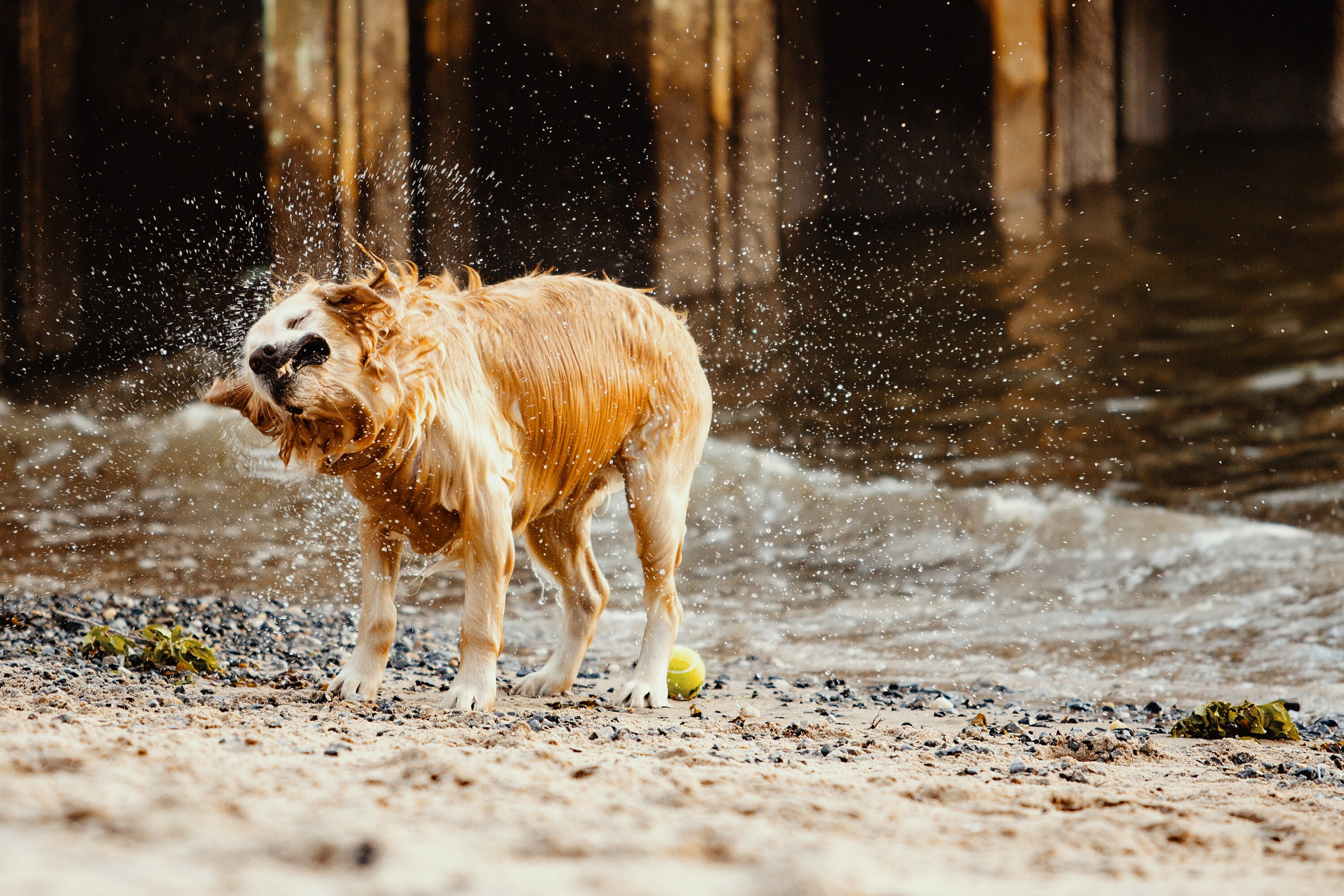 Why Do Dogs Shake Off So Much