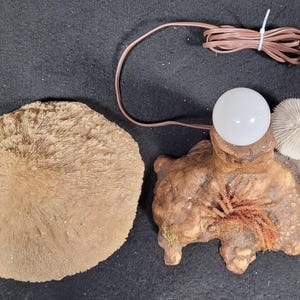 May include: A unique, handcrafted lamp with a brown wooden base, a round white light bulb, and a small, white, mushroom-shaped accent. A large, round, tan coral piece is next to the lamp. The lamp has a brown cord and a standard plug.