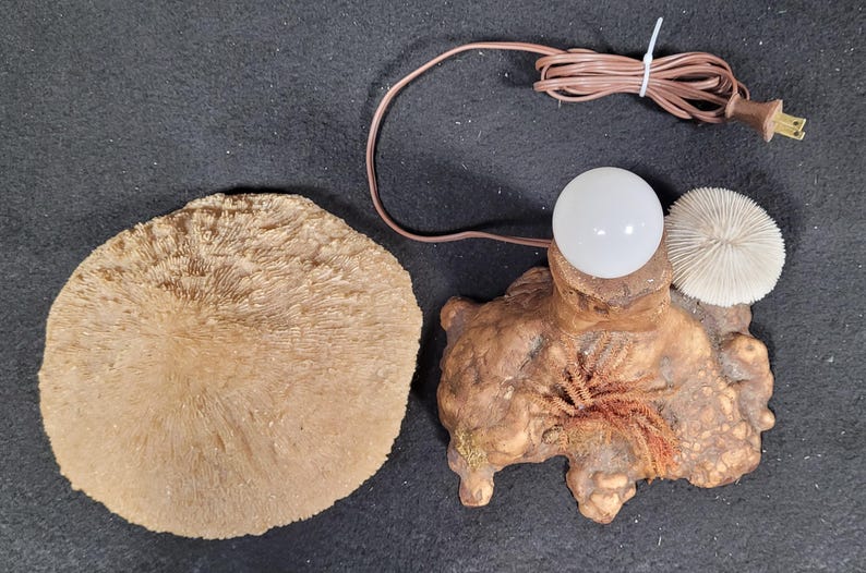 May include: A unique, handcrafted lamp with a brown wooden base, a round white light bulb, and a small, white, mushroom-shaped accent. A large, round, tan coral piece is next to the lamp. The lamp has a brown cord and a standard plug.