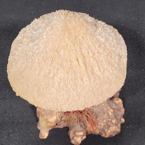 May include: A light beige, mushroom-shaped coral specimen with a textured surface, mounted on a small, irregularly shaped, brown base. The coral has a radial pattern, and the base has a rough, organic appearance.