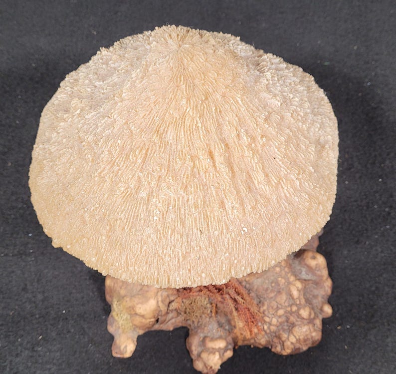 May include: A light beige, mushroom-shaped coral specimen with a textured surface, mounted on a small, irregularly shaped, brown base. The coral has a radial pattern, and the base has a rough, organic appearance.
