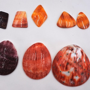 May include: A collection of polished seashells in various shapes and sizes. The shells display a range of colors, including orange, red, and purple, with unique patterns and textures. Some shells have a diamond shape, while others are oval or teardrop-shaped.