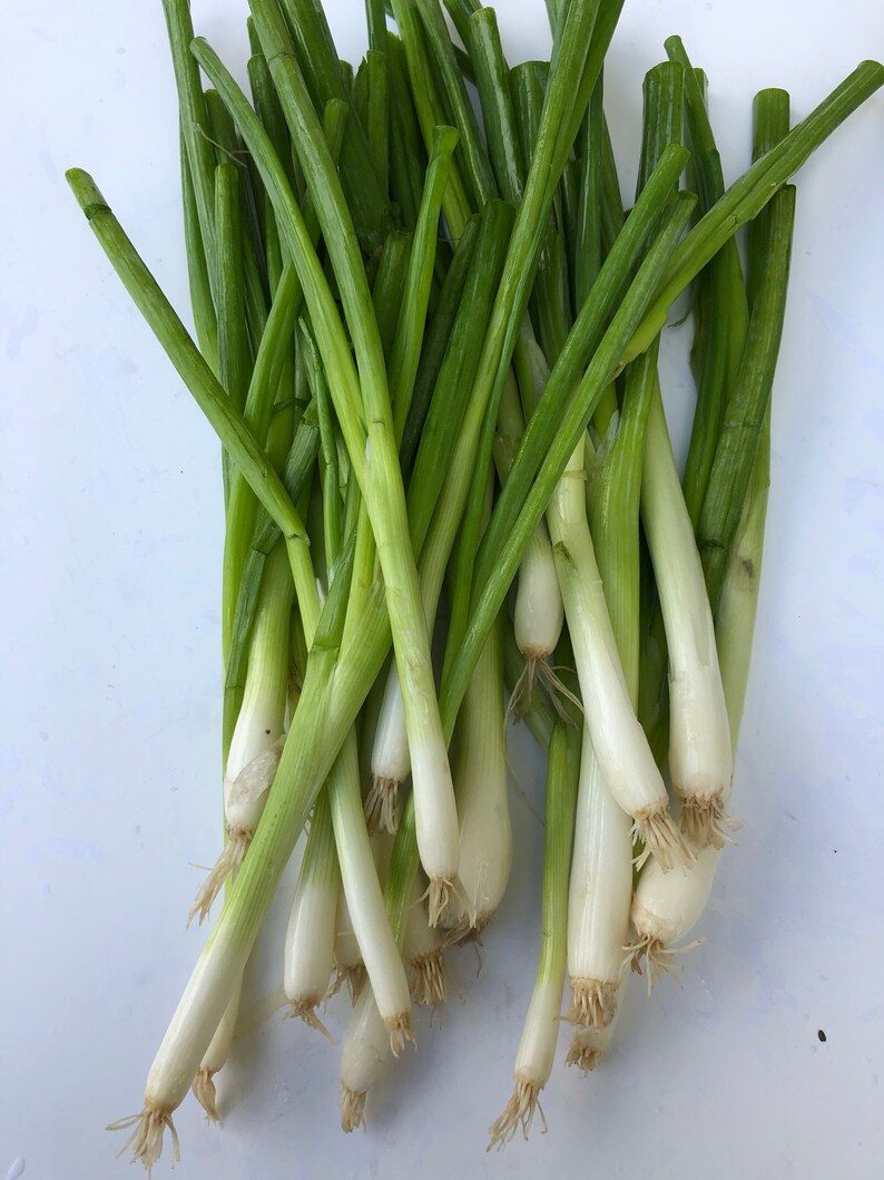Bunching Onion seeds Etsy