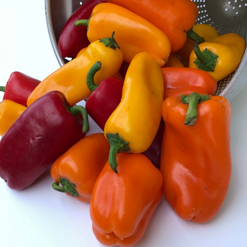 Sweet Snack peppers 40 Etsy