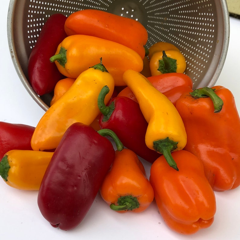 Sweet peppers 40 Lunch Box Etsy