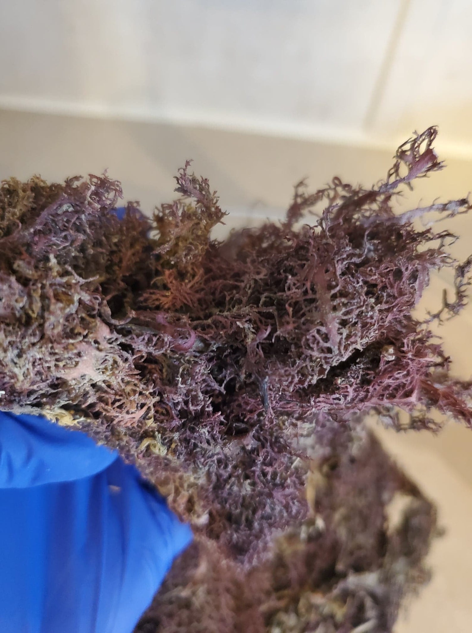 Wild Harvested Purple Irish Sea Moss Raw Sun Dried Chondrus Etsy