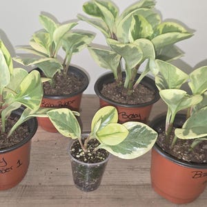 Variegated Baby Rubber Plant – Peperomia obtusifolia "Variegata" | Easy-Care, Pet-Friendly Houseplant | Ships in 4” Pot - Variety