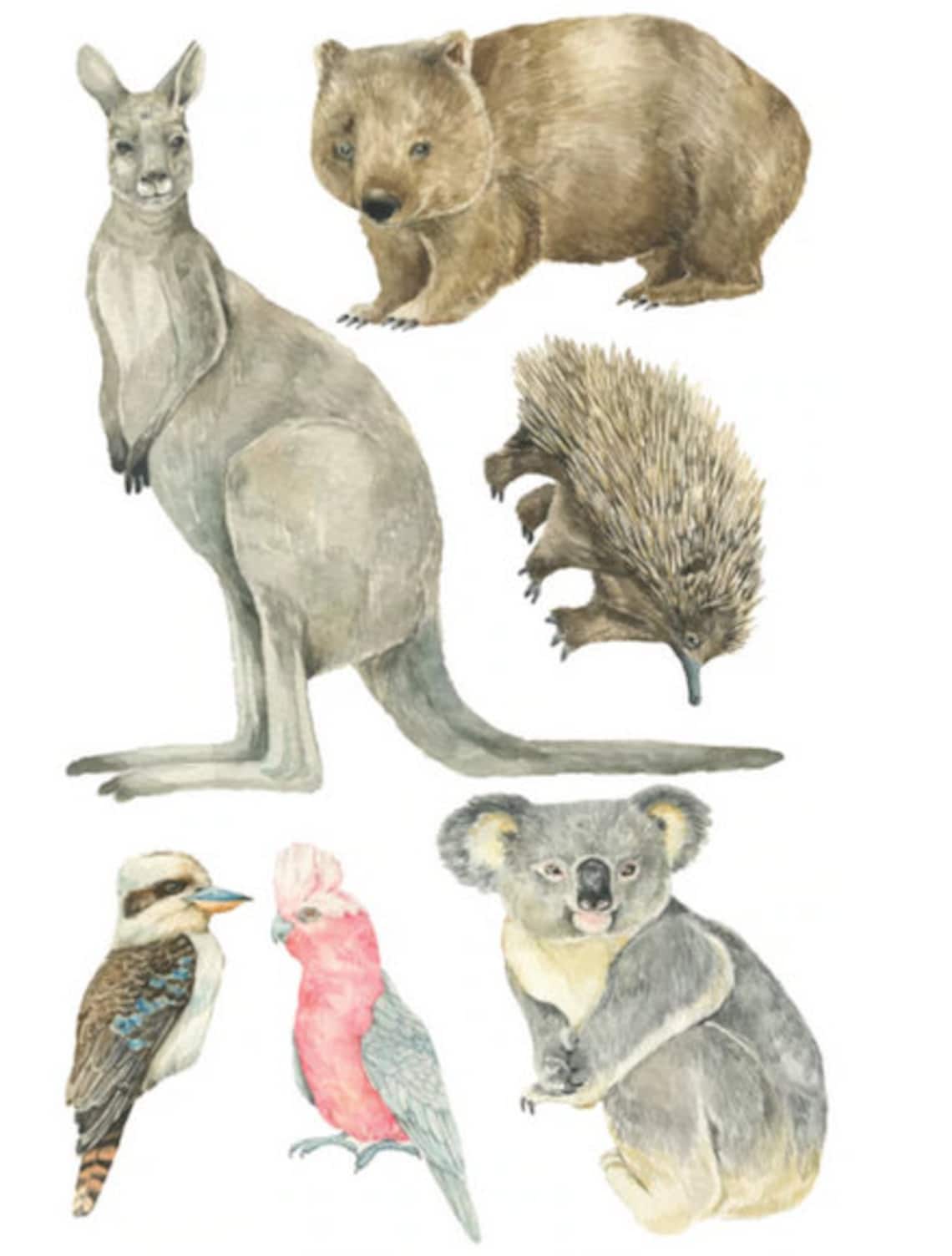 Australian Animal Wall Decals Etsy