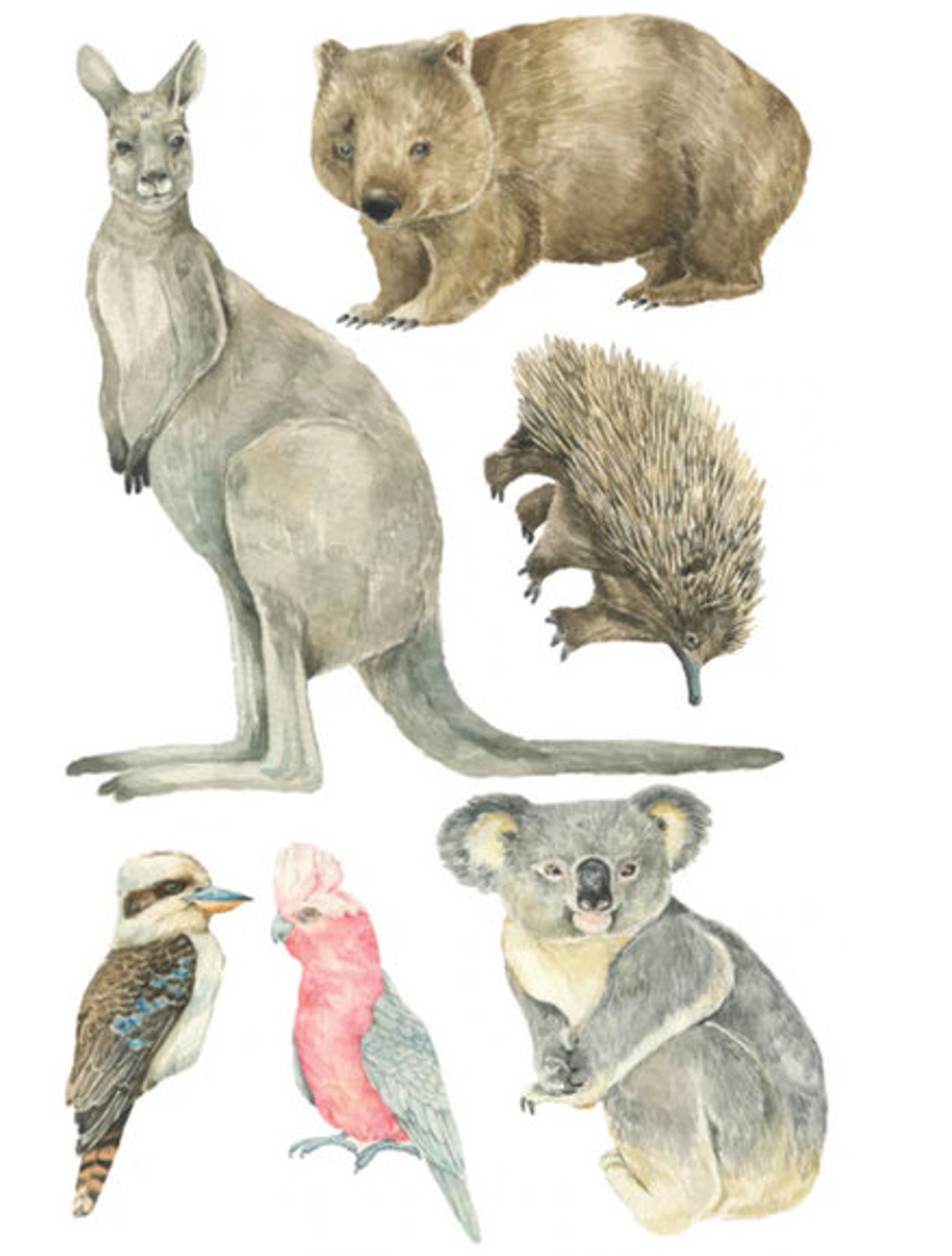 Australian Animal Wall Decals Etsy