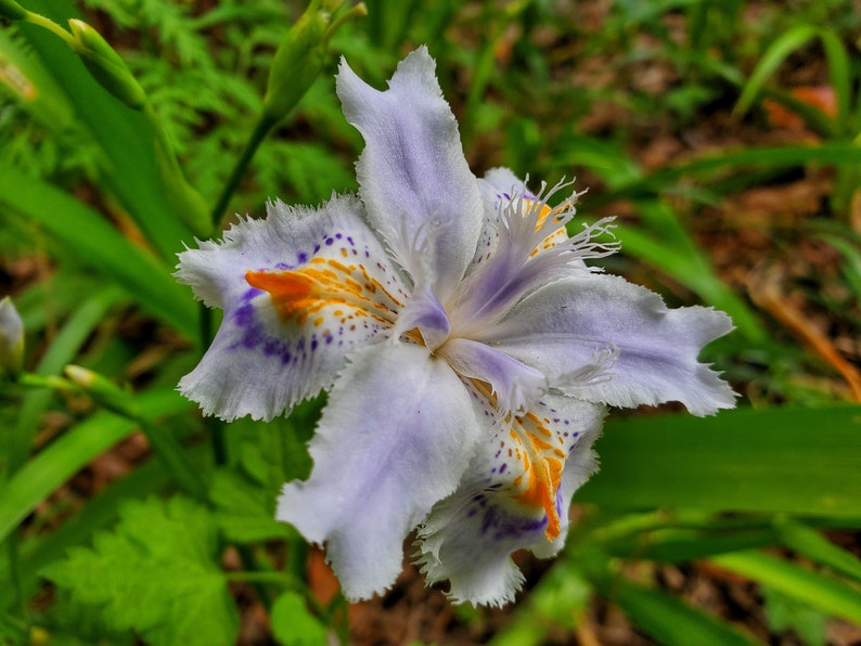 Iris Japonica and 13 Kinds of Japanese Medicinal Herbal Etsy