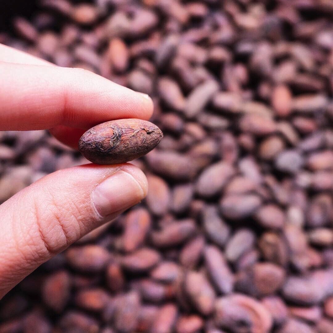 Roasted Cocoa Beans Cocoa Snack Sugar Free Chocolate Sugar Free Snack