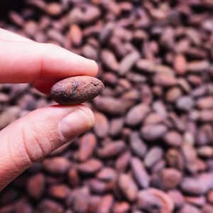 roasted cocoa beans | cocoa snack | sugar free chocolate | sugar free snack | vegan chocolate