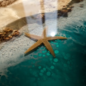 May include: A brown starfish embedded in clear resin with a teal blue background. The resin has small air bubbles throughout.