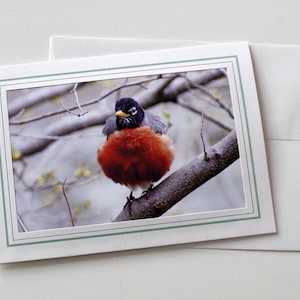 May include: A close-up of a robin perched on a branch. The robin has a red breast, a black head, and a white eye ring. The background is a blurry image of a tree branch.