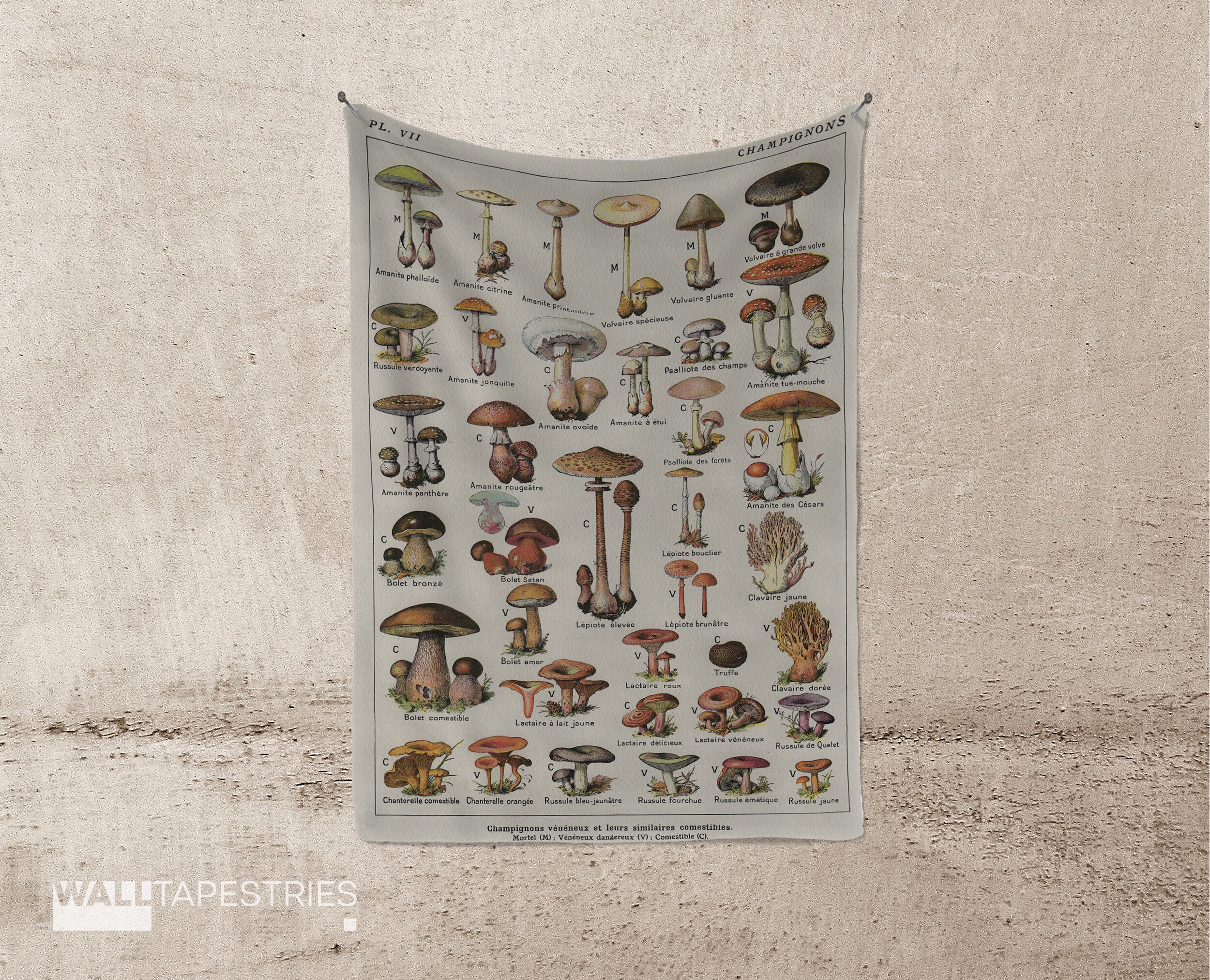 Vintage Botanical Print Mushrooms Science Champignons Vintage Poster with Frames Flowers Print Vintage Wall Art Sketched Flowers #675