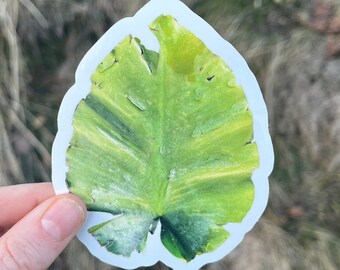 May include: A green leaf sticker with a white border. The leaf has a textured surface and a light green color.